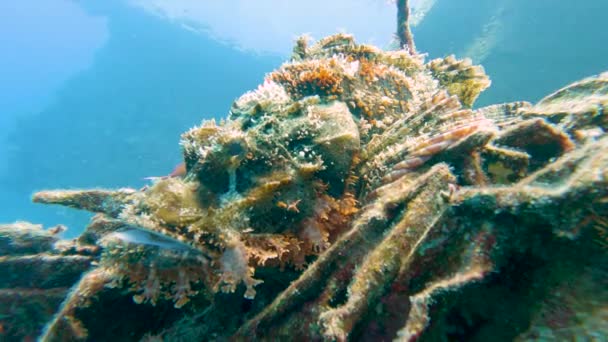 난파선에 숨어있는 물고기 Scorpaenopsis 바르셀로나 — 비디오