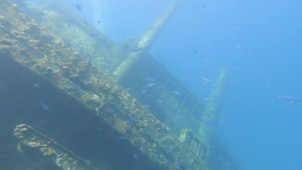 Καταδύσεις Που Κολυμπούν Έξω Από Ένα Μεγάλο Υποβρύχιο Βυθισμένο Ναυάγιο — Αρχείο Βίντεο