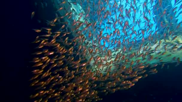 Üveghalrajok Sárga Söprögető Parapriacanthus Ransonetti Úszás Nagy Víz Alatti Elsüllyedt — Stock videók