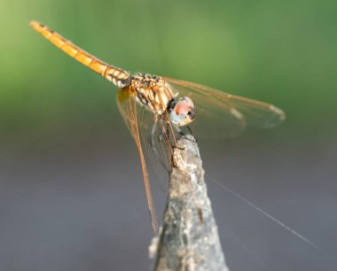 Closeup macro detail of wandering glider dragonfly Pantala flavescens perched on metal fence post in garden