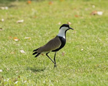 Kanatlı karasurat Vanellus spinosus bahçede çimlerin üzerinde duruyordu.