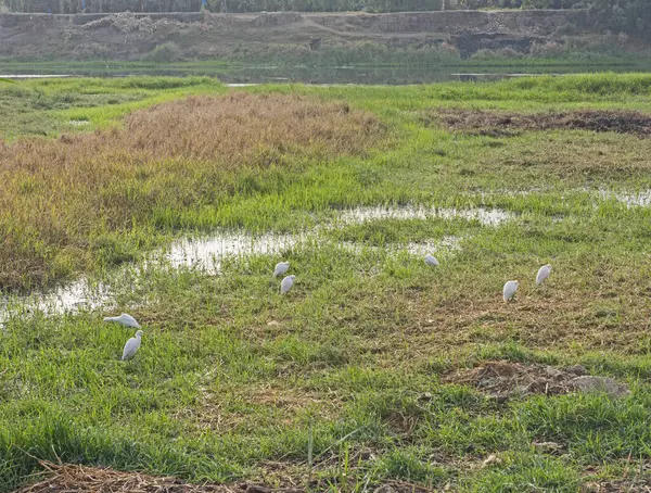 Panoramablick Über Grasbewachsene Feuchtgebiete Mit Kuhreihern Wildvögeln Und Grasschilf lizenzfreie Stockfotos