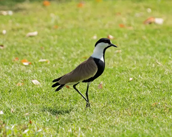 Spur Winged Lapwing Plover Vanellus Spinosus Stood Grass Ground Garden Stock Image