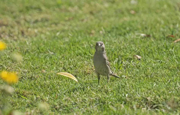 家养麻雀站在花园的草地上 免版税图库照片