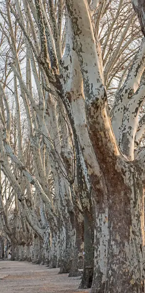 Yakından Bakınca Kışın Çıplak Ağaçların Parktaki Patikadan Uzaklaştığını Görüyoruz - Stok İmaj