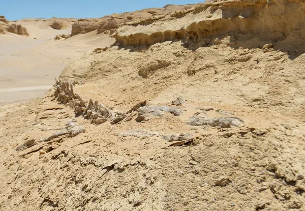 埃及荒芜荒芜的西部沙漠景观景观 地质山地砂岩岩层与松软的鲸骨架 图库图片