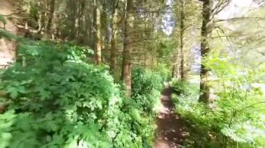 POV görüntüleri kırsal bölgedeki uzak bir ormanlık alanda patika boyunca yürüyor.