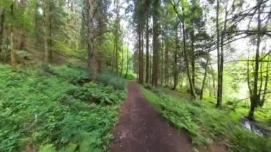 POV görüntüleri kırsal bölgedeki uzak bir ormanlık alanda patika boyunca yürüyor.