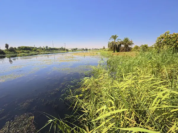 Afrika 'da geniş bir nehir boyunca çim kamışları ve palmiye ağaçları ile panoramik manzara