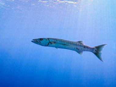 Büyük büyük barakuda Sphyraena barakuda açık denizde yüzüyor. Arka planda güneş ışınları var.