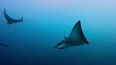Benekli kartal sürüsü Aetobatus Narinari mavi su arka planına sahip tropikal mercan resifi boyunca suyun altında yüzüyor.