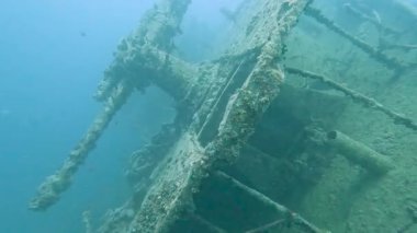 Büyük tarihi sualtı sularında yüzen tüplü dalış kıç güvertesine monte edilmiş eski uçaksavar silahıyla batık bir gemi enkazı.