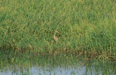 Mor balıkçıl ardea purpurea nehir kıyısında çimenlikteki sulak arazide duruyordu.