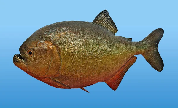 Piranha Буе Фоне Лицензионные Стоковые Изображения