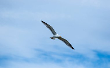 Gökyüzünde uçan deniz kabuğu
