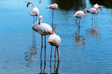 Gölette bir grup flamingo.