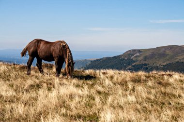 chevaux en libert en auvergne