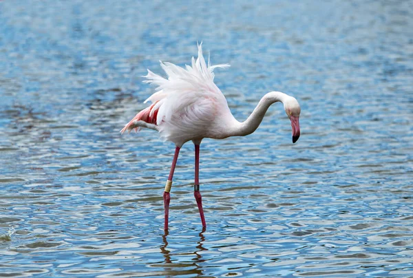 Flamingos Namoro Camargue — Fotografia de Stock