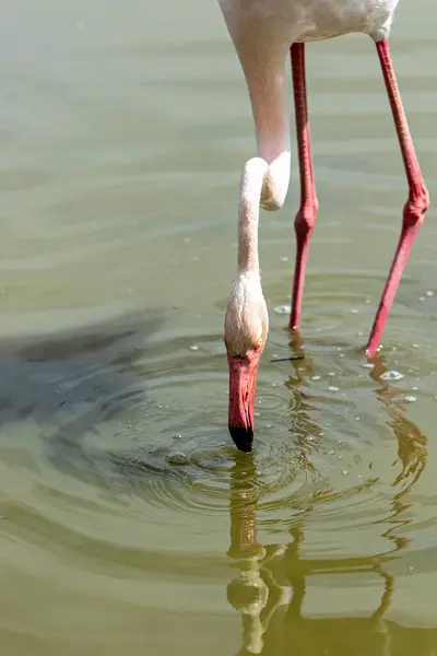 Flamingo Drinking Marsh — Stock Photo, Image