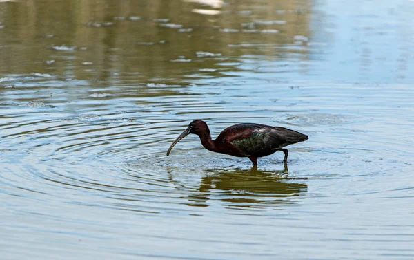 Ibis Noir Pêche Dans Marais — Photo
