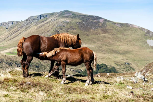 stock image bronw horses and cow