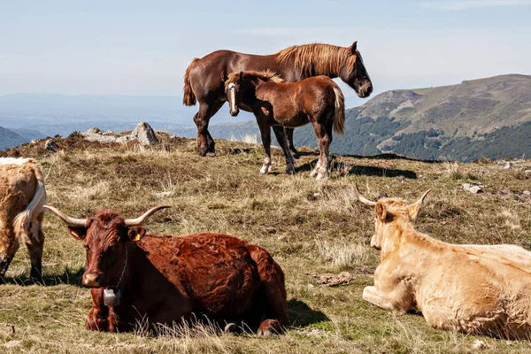 青銅の馬と牛 — ストック写真