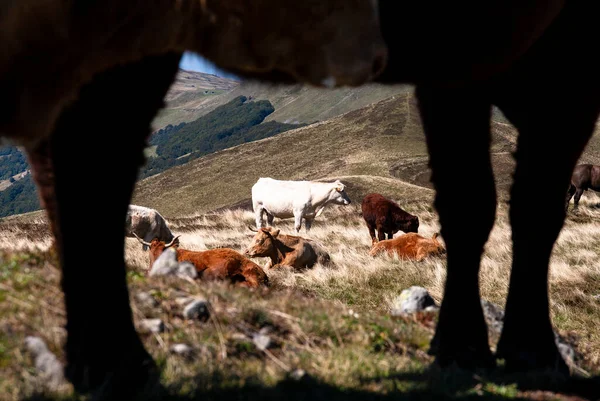 Rebaño Vacas Pastando — Foto de Stock