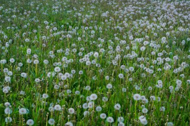 Karahindiba adında çiçekli bir bitki. Latince adı Taraxacum. Vahşi doğada, bahçelerde ve parklarda yetişir..