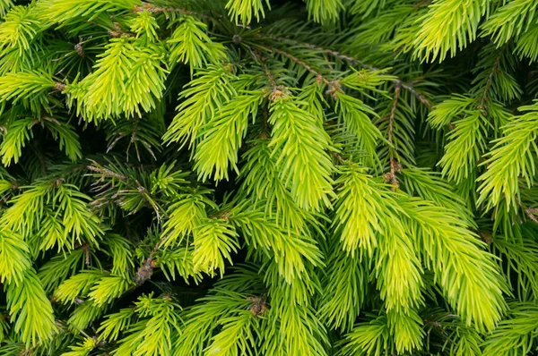 トウヒと呼ばれる木の小枝の若い芽 詳細を見る — ストック写真
