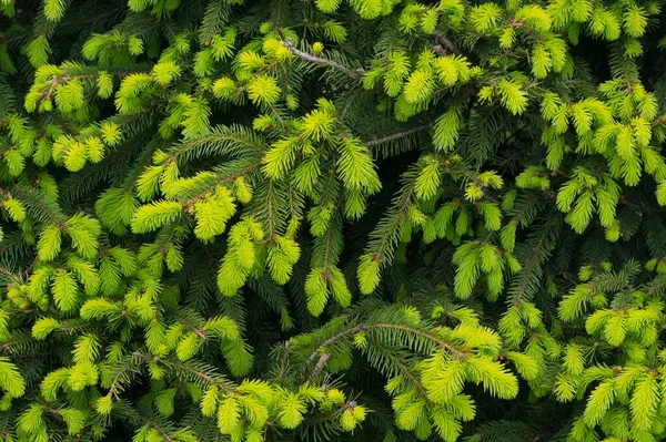 Genç Filizler Ladin Denilen Bir Ağacın Dalları Ayrıntılı Görünüm — Stok fotoğraf