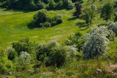 Moravian Karst 'ta ilkbahar. Tipik karst manzarası. Moravian Karst, Güney Moravya, Çek Cumhuriyeti.