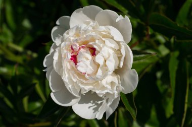 Peony adında popüler bir dekoratif bitki. Latince adı Paeonia.