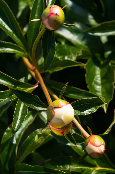 Oblíbená Dekorativní Rostlina Pivoňka Latinský Název Paeonia — Stock fotografie