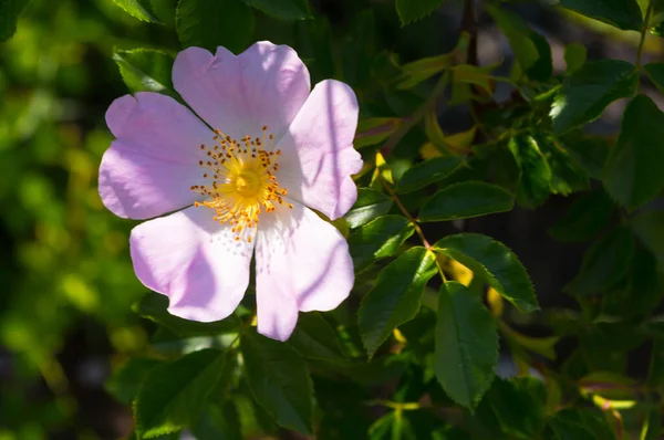 玫瑰髋部花的特写 这种灌木的果实和花朵有治疗作用 图库照片