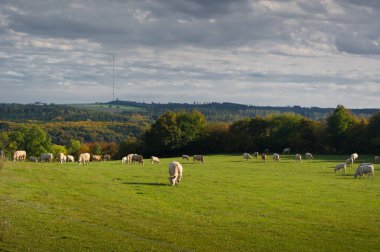 Bir sığır sürüsü otlakta otluyor. Organik tarım. Sosuvka köyü, Güney Moravya, Çek Cumhuriyeti.