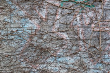 Tırmanan bir çalıyla kaplanmış eski bir duvarın yakın çekimi. Çeşitli kullanımlar için arkaplan.