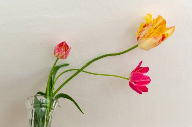 Tulip adında popüler bir dekoratif bitki. Latince adı Tulipa.