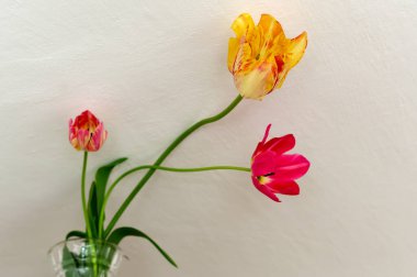 A popular decorative plant called Tulip. Latin name Tulipa.