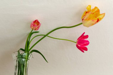 A popular decorative plant called Tulip. Latin name Tulipa.