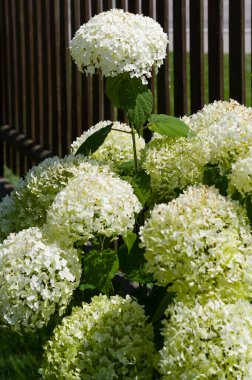 Hydrangea adında popüler bir dekoratif bitki. Çiçeğin yakın görüntüsü.
