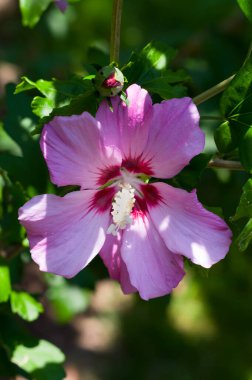 Hibiscus adında popüler bir süs çalısı. Çiçeğin yakın görüntüsü.