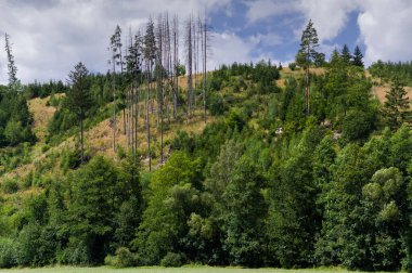 Kabuk böceği felaketi tarafından yok edilmiş bir orman. Kabuk böceği, larvaları ağaç özsuyuyla beslenen ve onları kurutan bir böcektir..