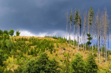 Kabuk böceği felaketi tarafından yok edilmiş bir orman. Kabuk böceği, larvaları ağaç özsuyuyla beslenen ve onları kurutan bir böcektir..
