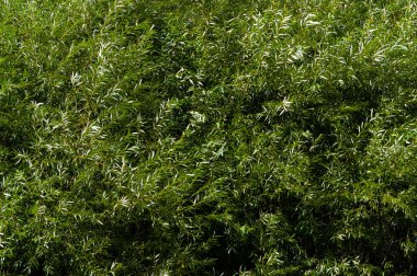 Willow Wicker 'ın yakın çekim görüntüsü. Çeşitli kullanımlar için arkaplan.