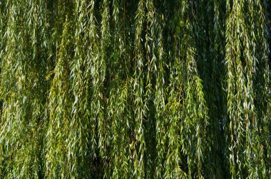 Ağlayan söğüt adında bir ağacın yakın çekim görüntüsü. Çeşitli kullanımlar için soyut arkaplan.