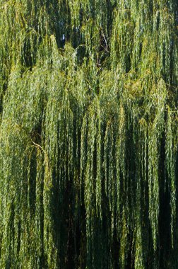 Ağlayan söğüt adında bir ağacın yakın çekim görüntüsü. Çeşitli kullanımlar için soyut arkaplan.