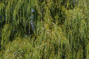 Ağlayan söğüt adında bir ağacın yakın çekim görüntüsü. Çeşitli kullanımlar için soyut arkaplan.