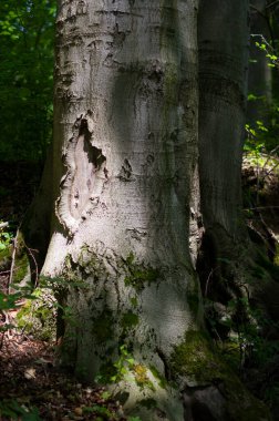 Eski bir ağaç türü, yakın çekim. Çeşitli kullanımlar için arkaplan.