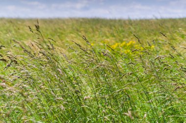Çayırda büyüyen çimlerin yakın plan görüntüsü. Çeşitli kullanımlar için arkaplan.