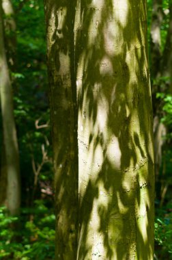 A strain of an old tree, close-up view. Background for various uses. clipart